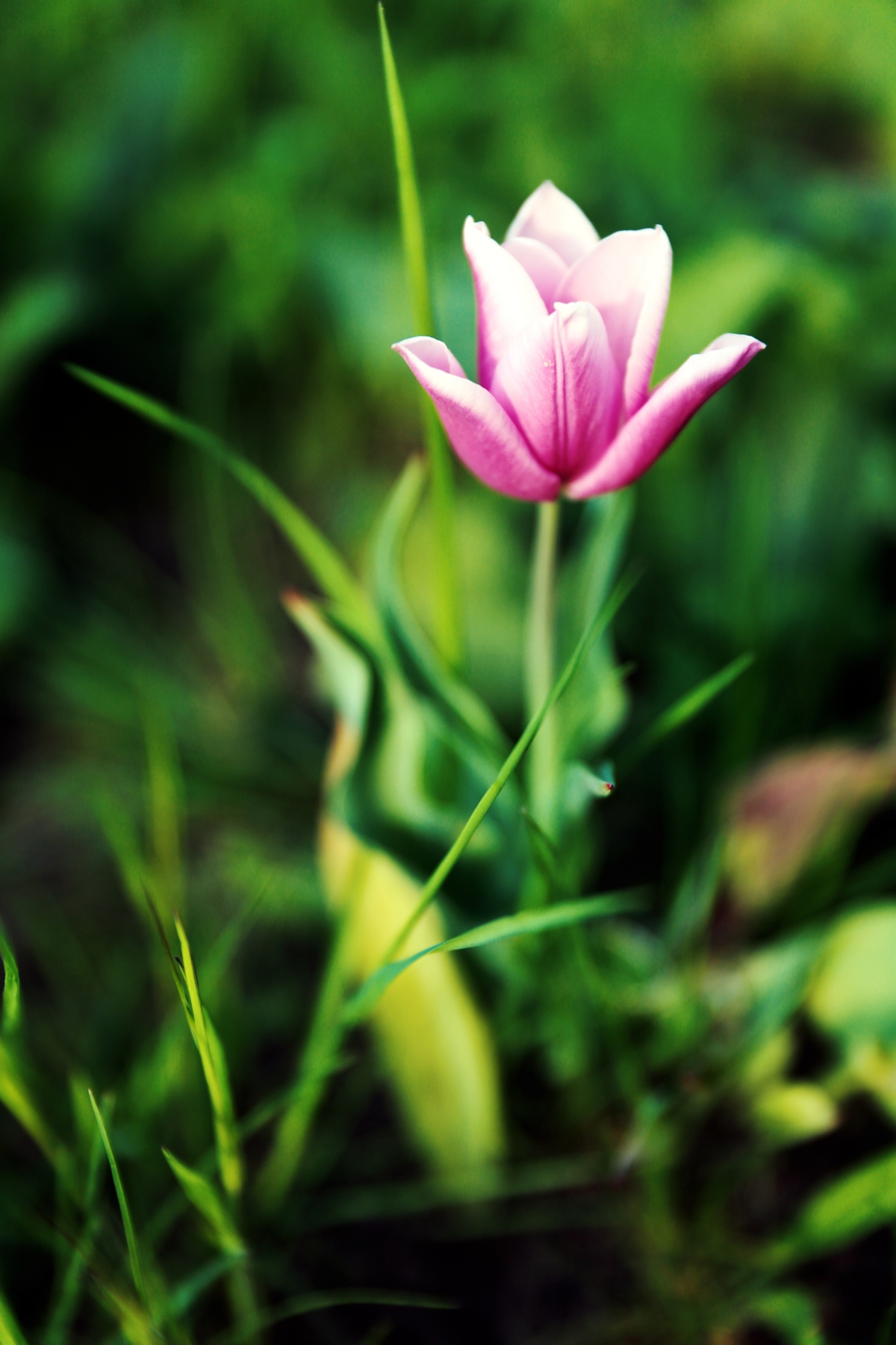 tulpe